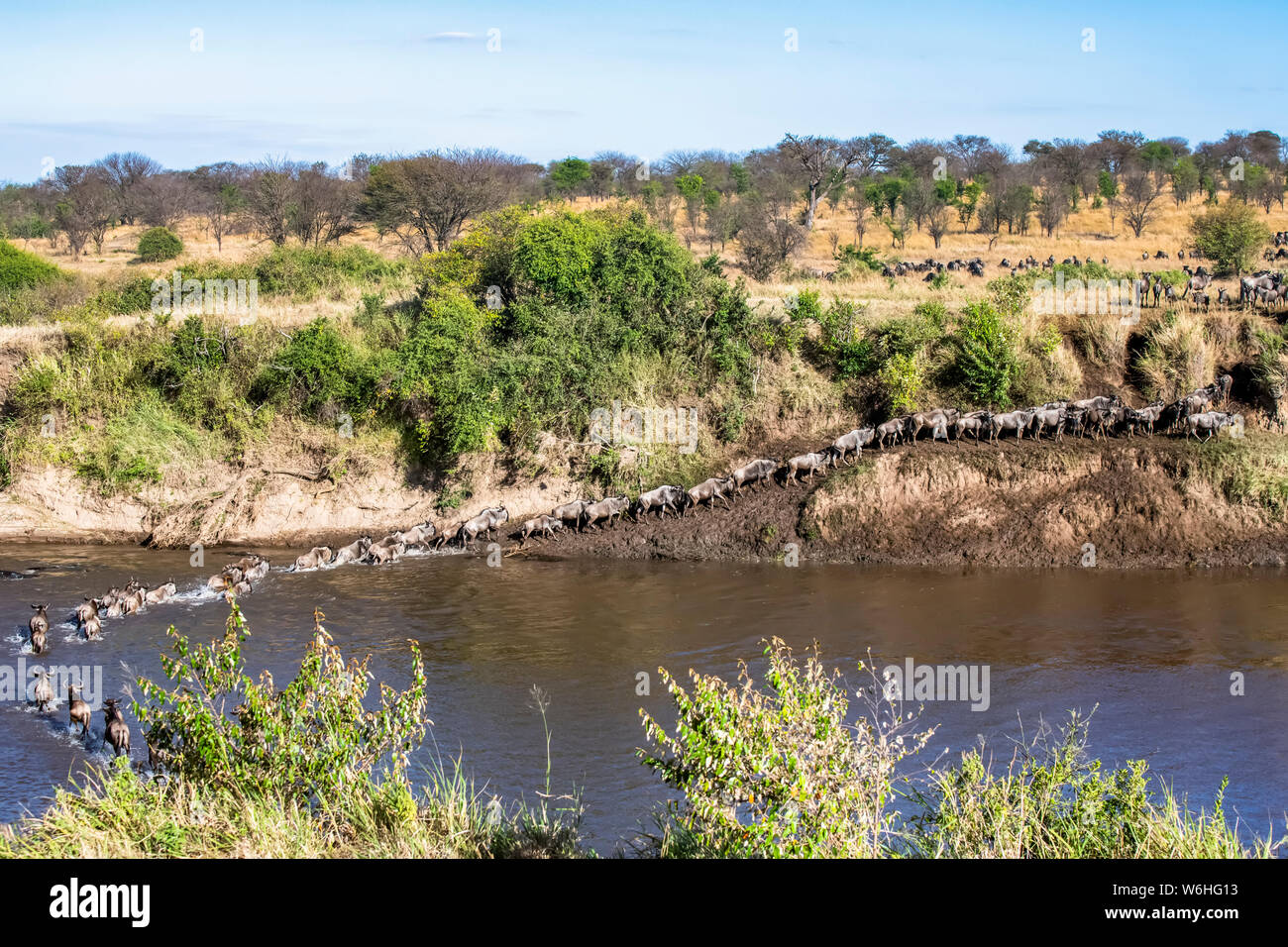 Herde von Gnus (connochaetes Taurinus) den Mara River Crossing und Klettern auf der Bank im Serengeti National Park, Tansania Stockfoto