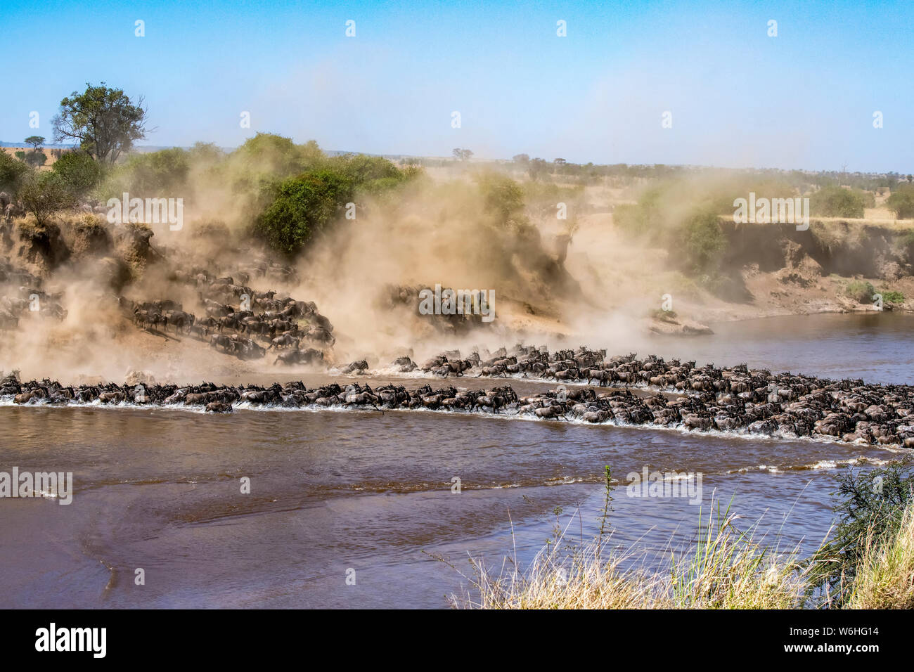 Große Herde von Gnus (connochaetes Taurinus) kick Staub wie sie stürzen hinunter einen steilen Ufer des Mara River, Serengeti National Park überqueren Stockfoto