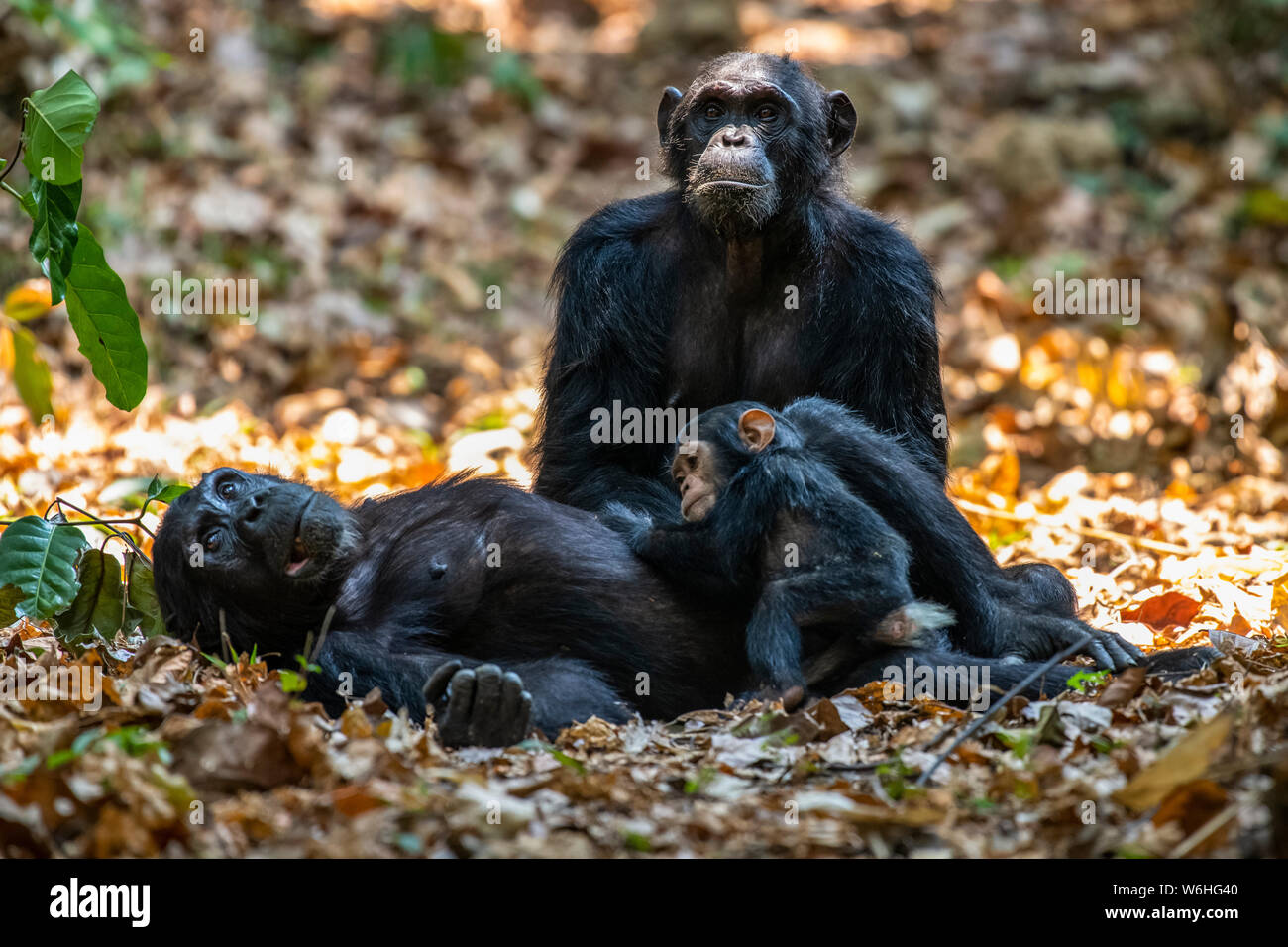 Weibliche Schimpanse (Pan troglodytes), die auf ihrem Rücken liegt, kadelt ihr Baby, während eine andere weibliche Schimpanse im Mahale... Stockfoto