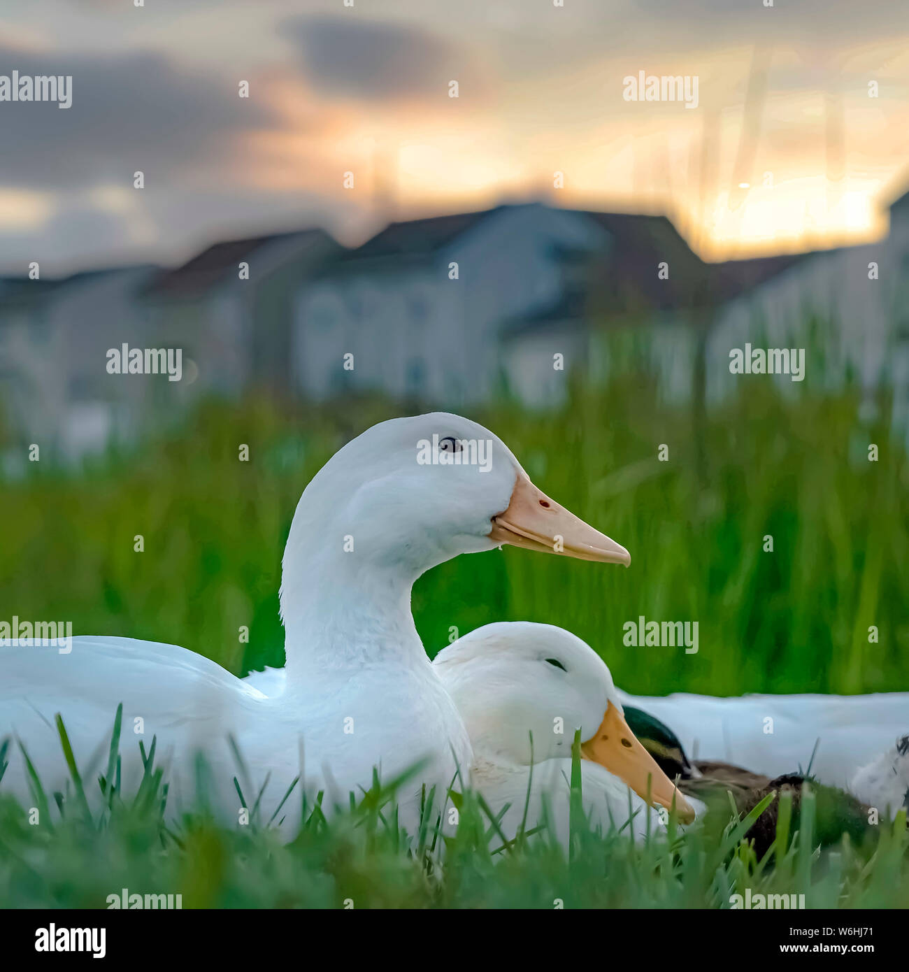 Platz Gruppe von Enten mit weissen Federn kurzen gelben Schnäbeln und kleinen schwarzen Augen Stockfoto