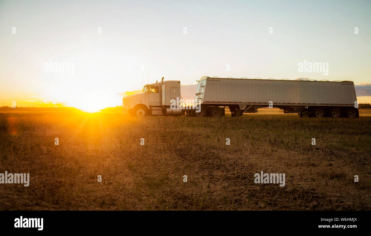 Ein Korn Transport-LKW in einem Rapsfeld bei Sonnenuntergang warten auf seiner nächsten Sitzung; Gesetzliche, Alberta, Kanada Stockfoto