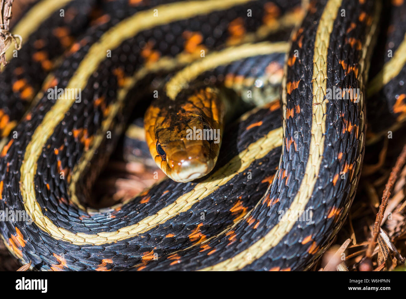 Ein Western Garter Snake (Thamnophis elegans) saugt die Sonne an einem Frühlingstag; Brownsmead, Oregon, Vereinigte Staaten von Amerika Stockfoto