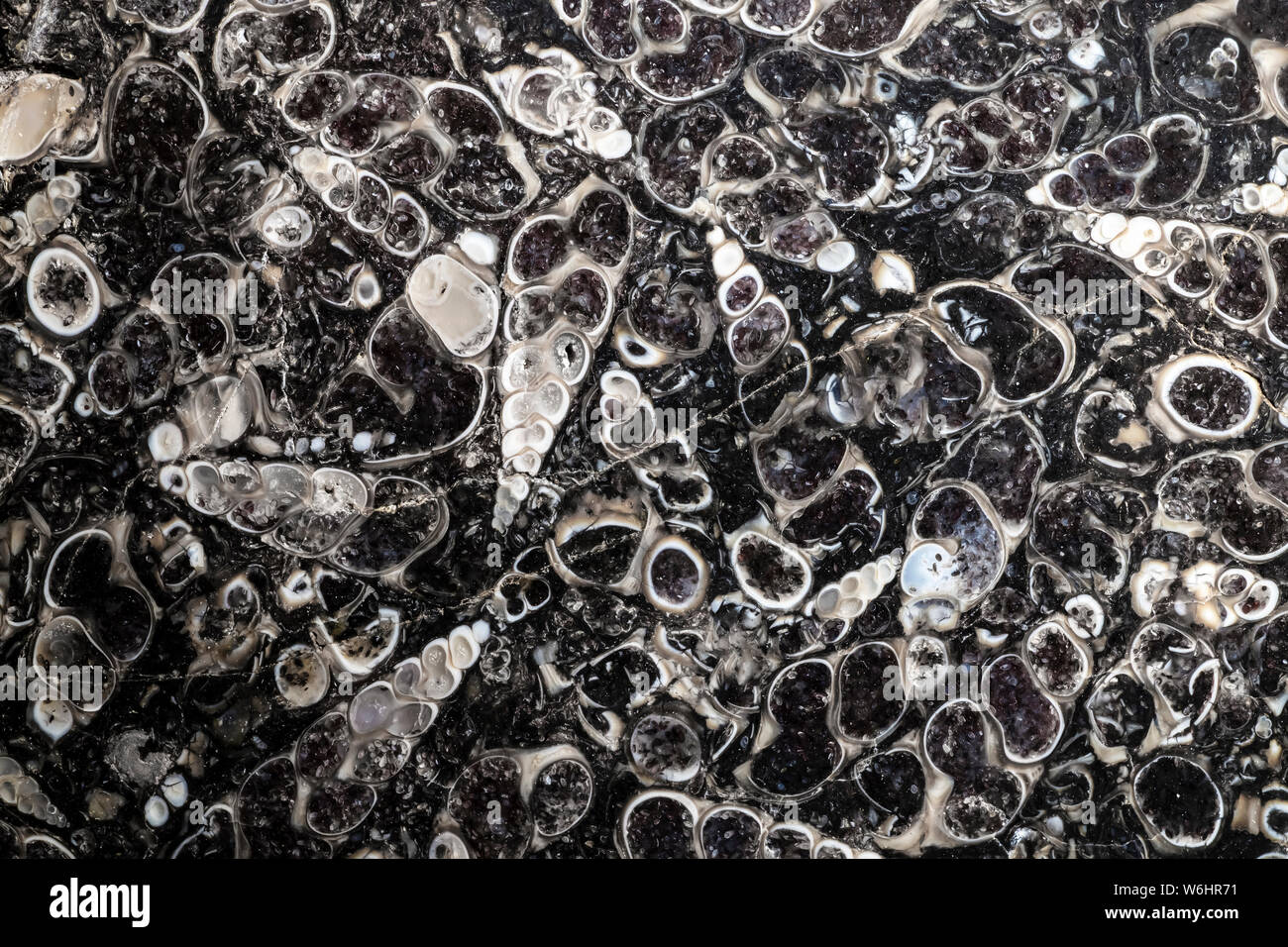 Schwarz-weiß-Bild von einem fossilen Scheibe der pre-historische Schalen; Kanada Stockfoto