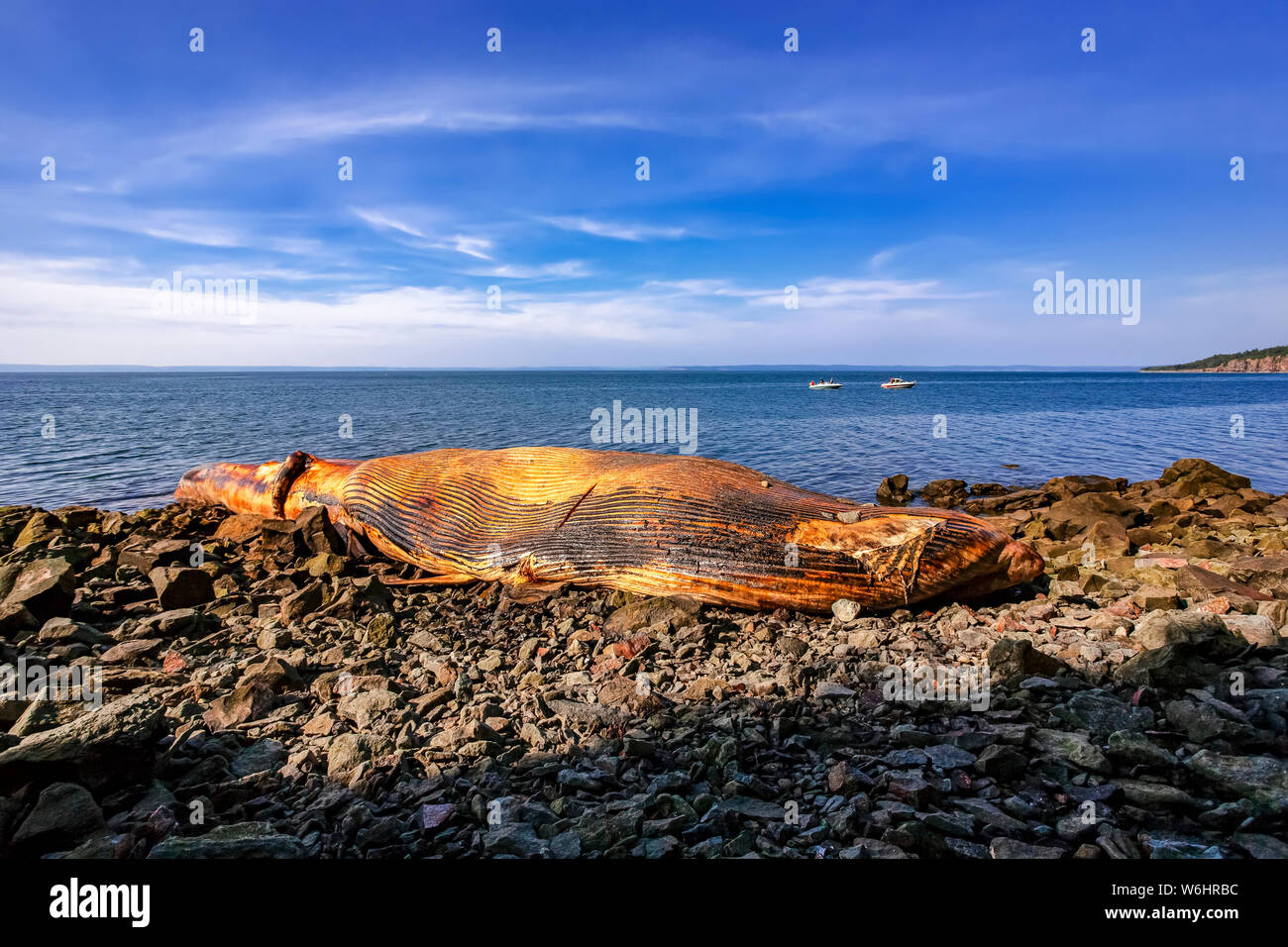 Strände Wale Schlachtkörper in der Bucht von Fundy, Nova Scotia, Kanada Stockfoto