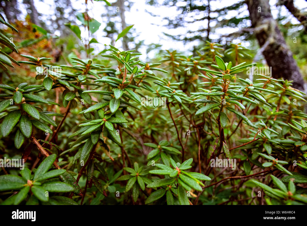 Labrador Teepflanze (Rhododendron groenlandicum) in einem Fichtenwald bog, Nova Scotia, Kanada Stockfoto