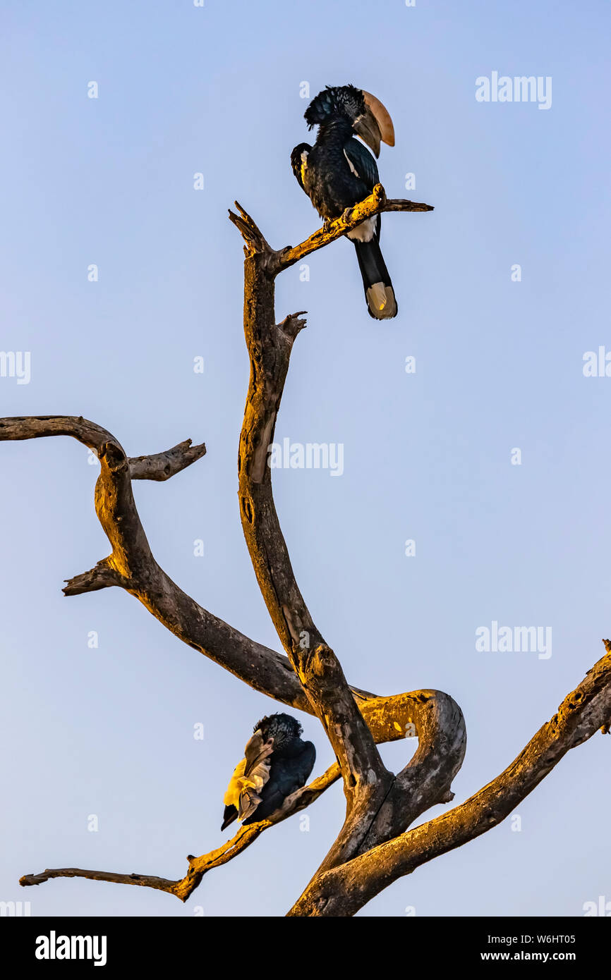 Nashornvögel (Bucerotidae) thront auf einem toten Baum; Oromia Region, Äthiopien Stockfoto