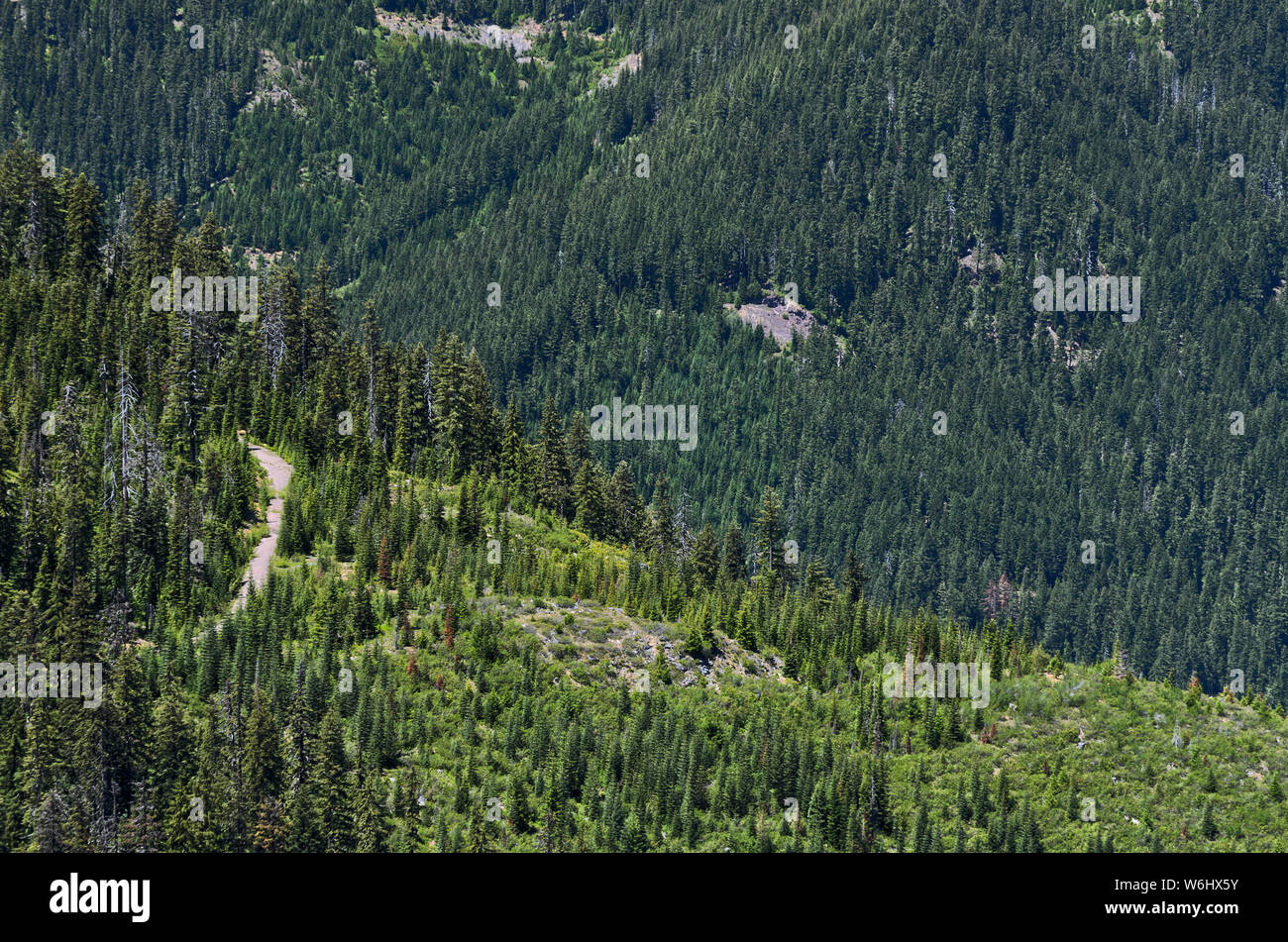 Oder: Douglas County, Cascades Crest, Diamond Peak. Eine Protokollierung Straße führt durch Wälder unter Diamond Peak Stockfoto