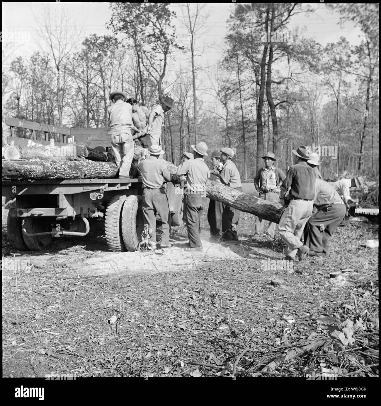 Jerome Relocation Center, Denson, Arkansas. Laden von Schnittholz für das Schleppen in die Mitte s betrieben. . .; Umfang und Inhalt: Der vollständige Titel für dieses Foto liest: Jerome Relocation Center, Denson, Arkansas. Laden von Schnittholz für das Schleppen in die Mitte Sägewerk betrieben. Das Land wird gelöscht, für die Landwirtschaft und die Holz ist für die Konstruktion und den Kraftstoff verwendet. Stockfoto