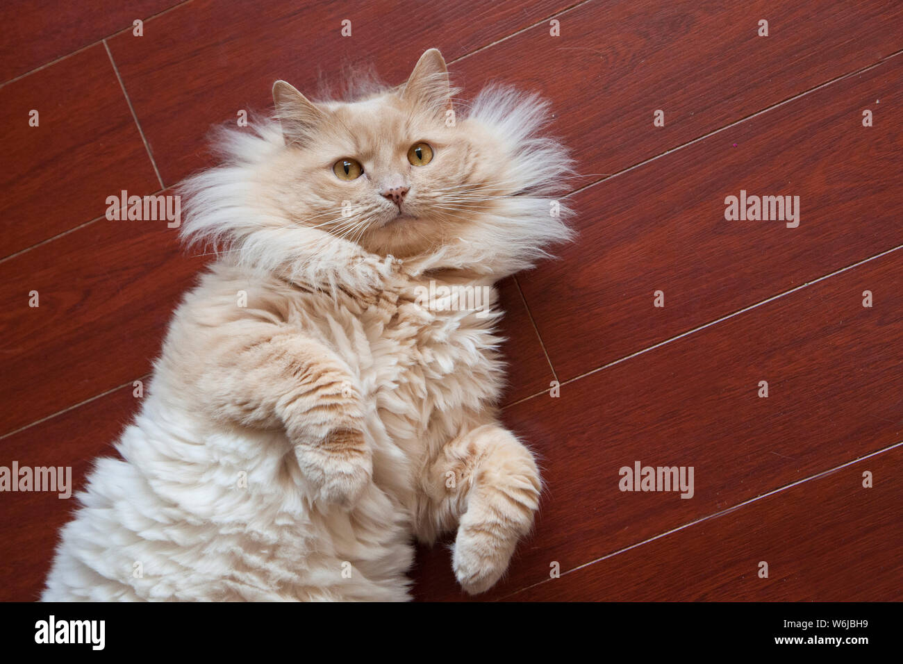 Süße orange flauschige Katze schaut in die Kamera, während sie sich auf dem Boden zu Hause Stockfoto