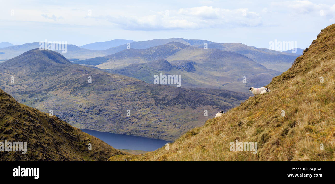 Panoramablick auf Schafe weiden an den Hängen des Berges Mullaghanattin auf der Iveragh Halbinsel im County Kerry, Irland. Stockfoto