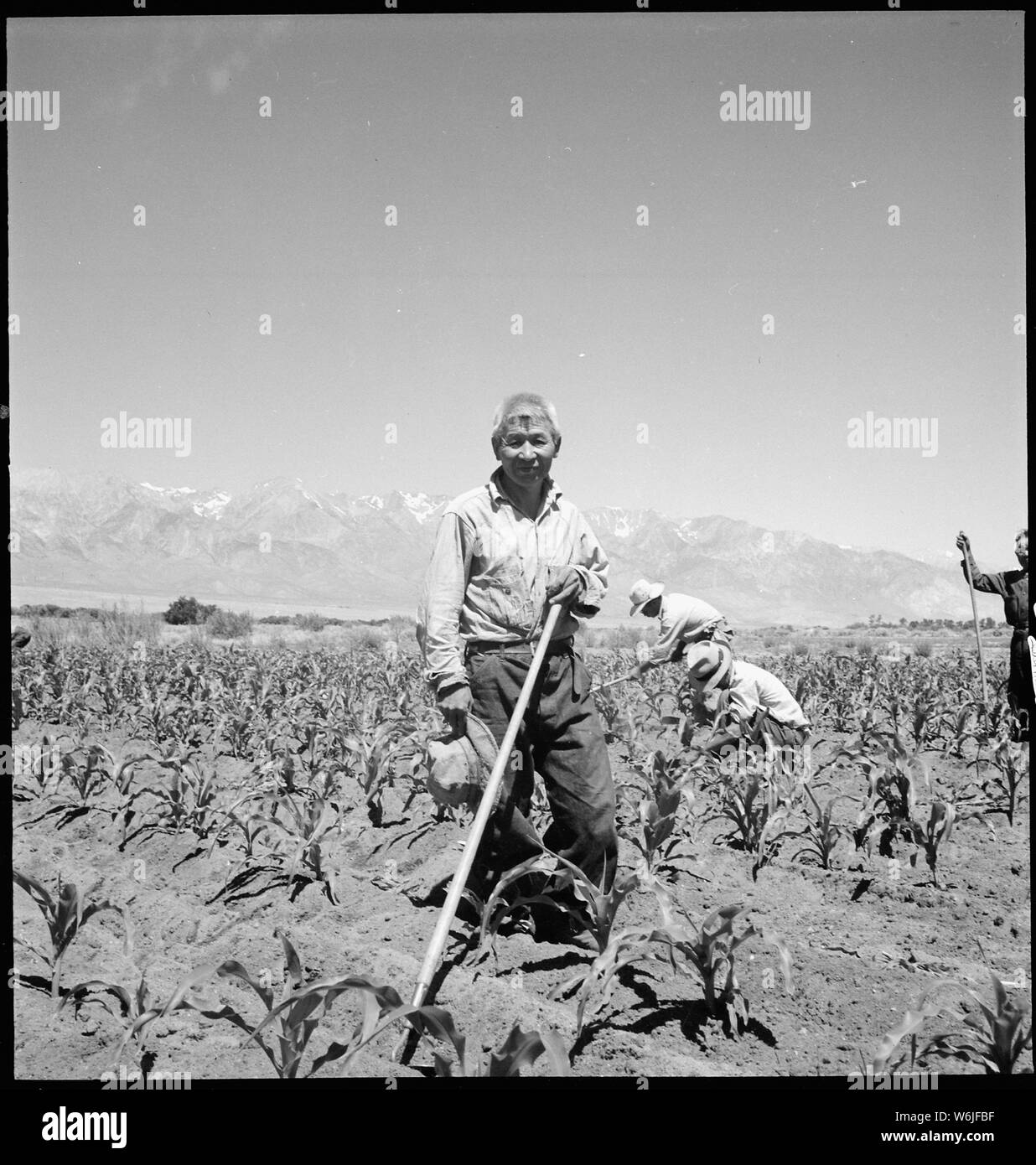 Manzanar Relocation Center, Manzanar, Kalifornien. Ein Teil der Besatzung von 20 Arbeitstagen im Feld Nummer 4, hoe. . .; Umfang und Inhalt: Der vollständige Titel für dieses Foto lautet: manzanar Relocation Center, Manzanar, Kalifornien. Ein Teil der Besatzung von 20 Arbeiten im Feld Nummer 4, hacken Mais auf dem Bauernhof Projekt an diesem Krieg Relocation Authority Center für Umsiedler von japanischen Vorfahren... Stockfoto