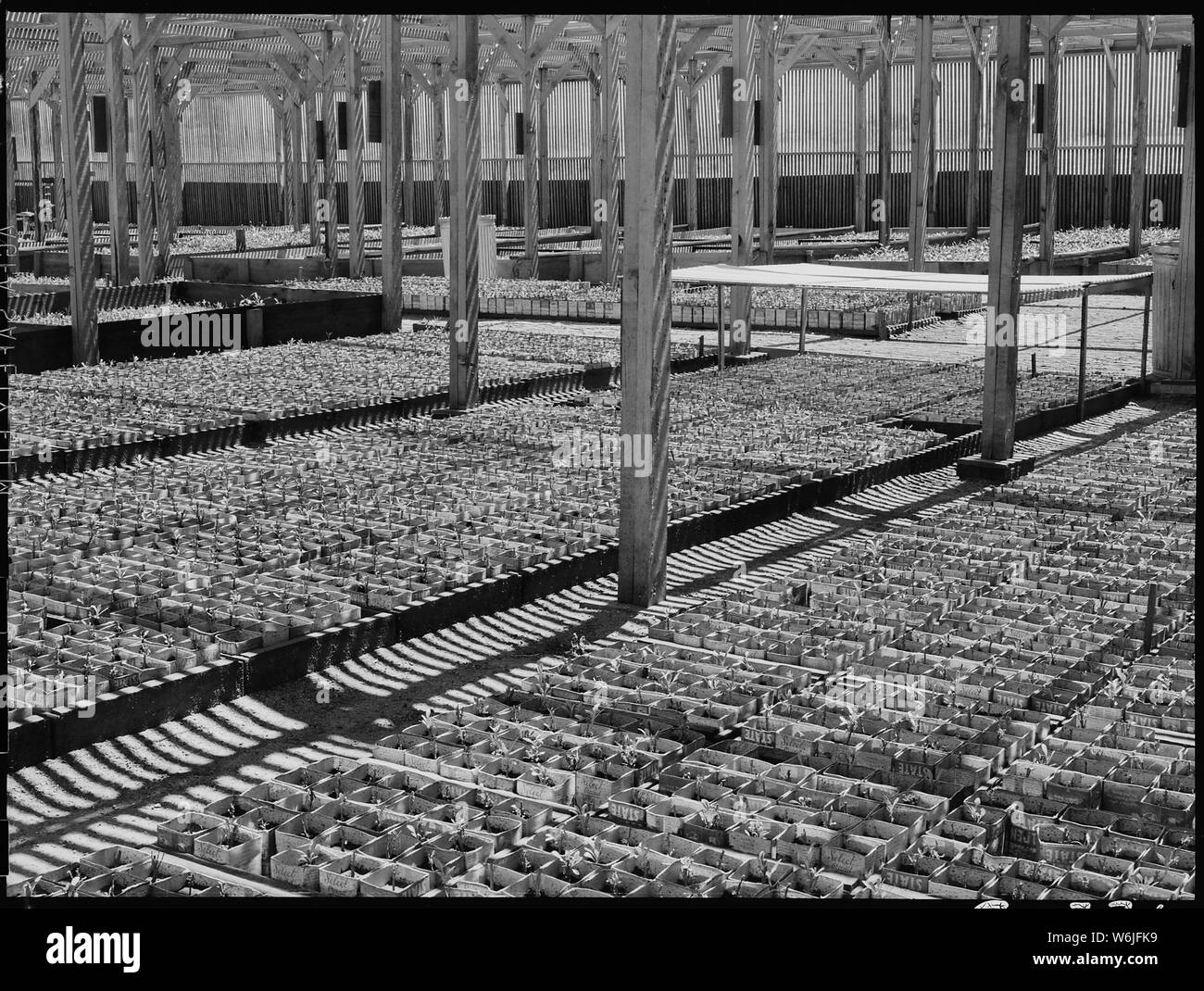 Manzanar Relocation Center, Manzanar, Kalifornien. Blick auf eine der Latte Haus, wo Sämlinge sind. . .; Umfang und Inhalt: Der vollständige Titel für dieses Foto lautet: manzanar Relocation Center, Manzanar, Kalifornien. Blick auf eine der Latte Haus, wo Sämlinge unter kontrollierten Bedingungen angebaut werden, für die guyaule Gummi experiment Projekt. Stockfoto