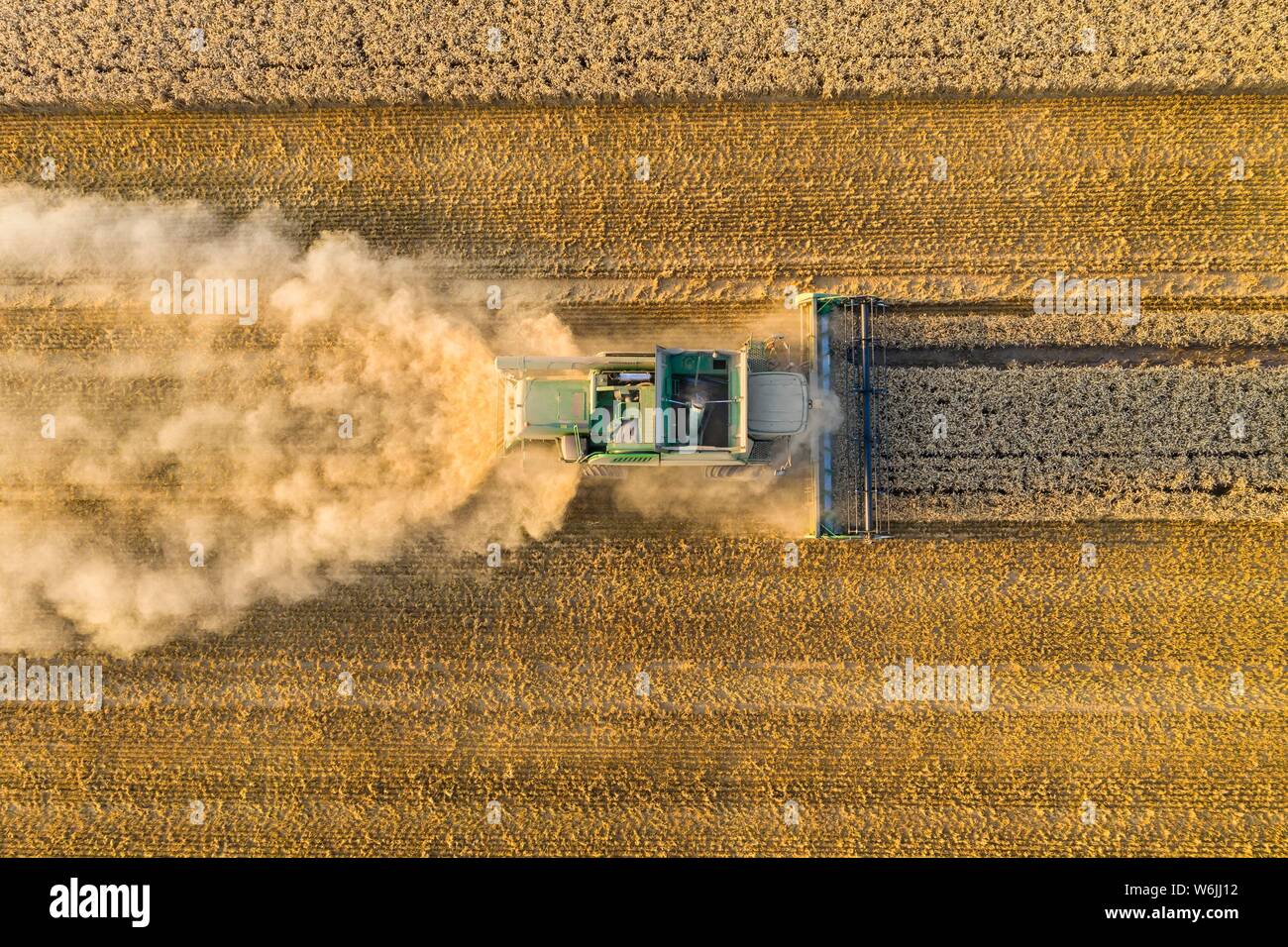 Luftaufnahme, Mähdrescher, der in der Abendsonne in einem trockenen Bereich mit viel Staub, Wetterau, Hessen, Deutschland Stockfoto