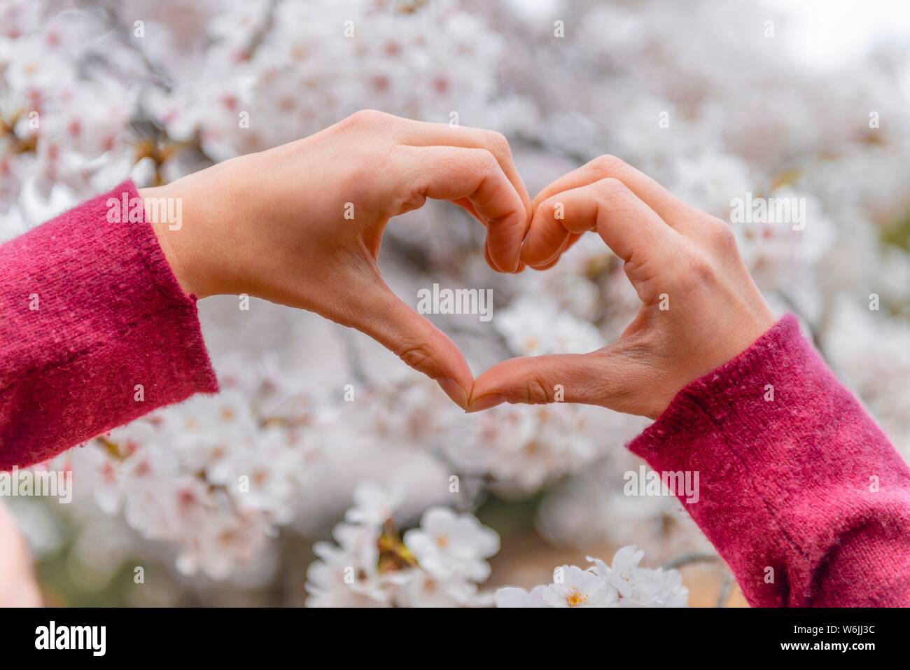 Hand formen ein Herz, Blühende Kirschblüten, die Kirschblüte im Frühling, Tokio, Japan Stockfoto