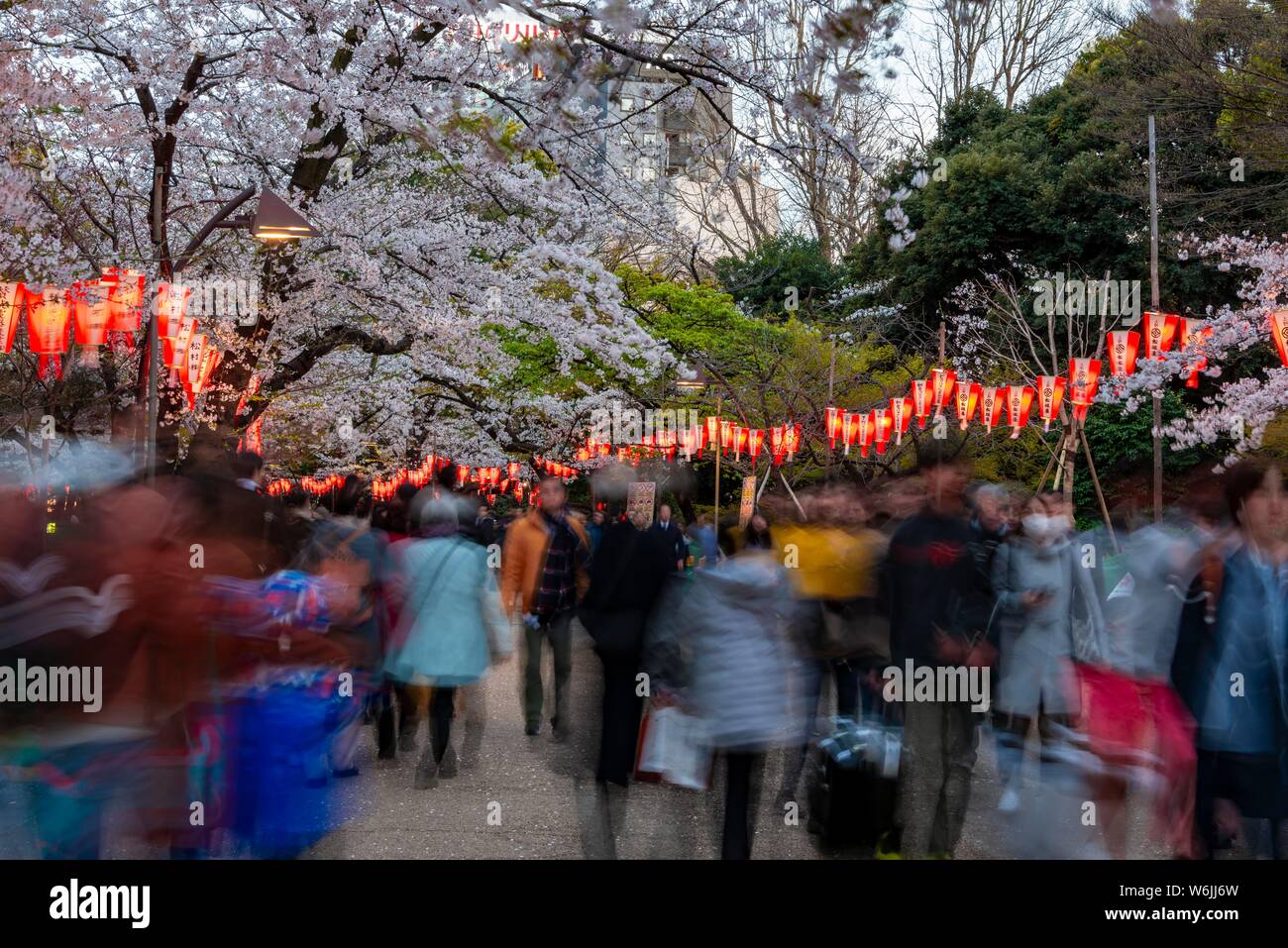 Menge unter leuchtende Laternen in blühende Kirschbäume an Hanami Festival im Frühjahr, Ueno Park, Tokio, Japan Stockfoto