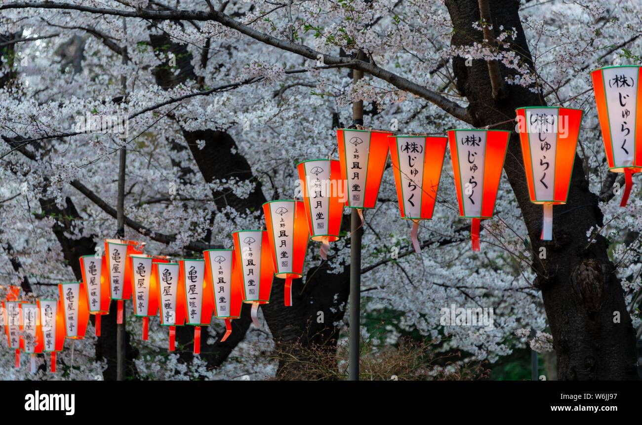 Leuchtende Laternen mit japanischen Zeichen hängen an blühenden Kirschbäumen, japanische Kirschblüte im Frühling, Hanami Fest, Chidorigafuchi Grüner Weg Stockfoto