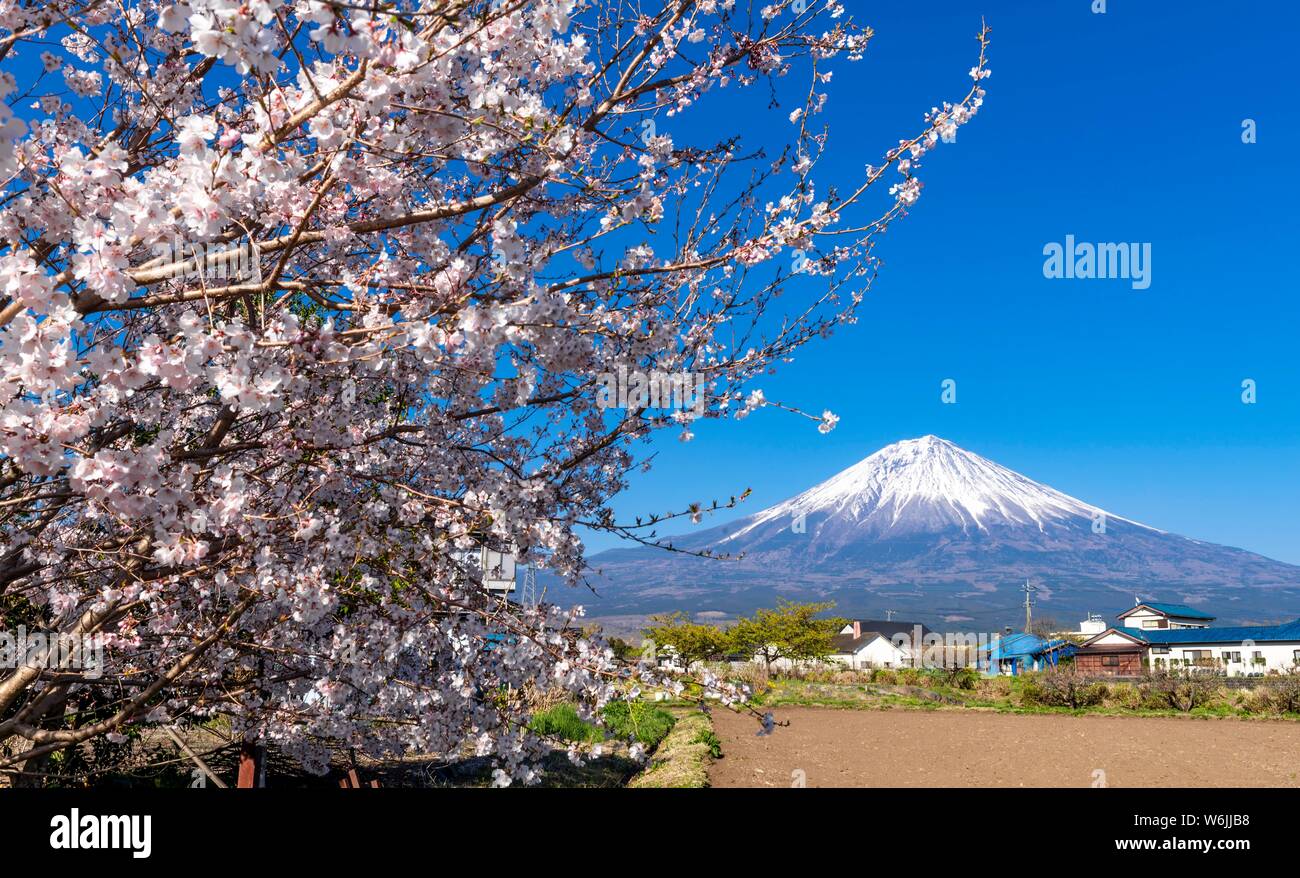 Flowering cherry tree im Frühjahr, wieder den Berg Fuji mit Schnee Gap, Präfektur Yamanashi, Japan Stockfoto