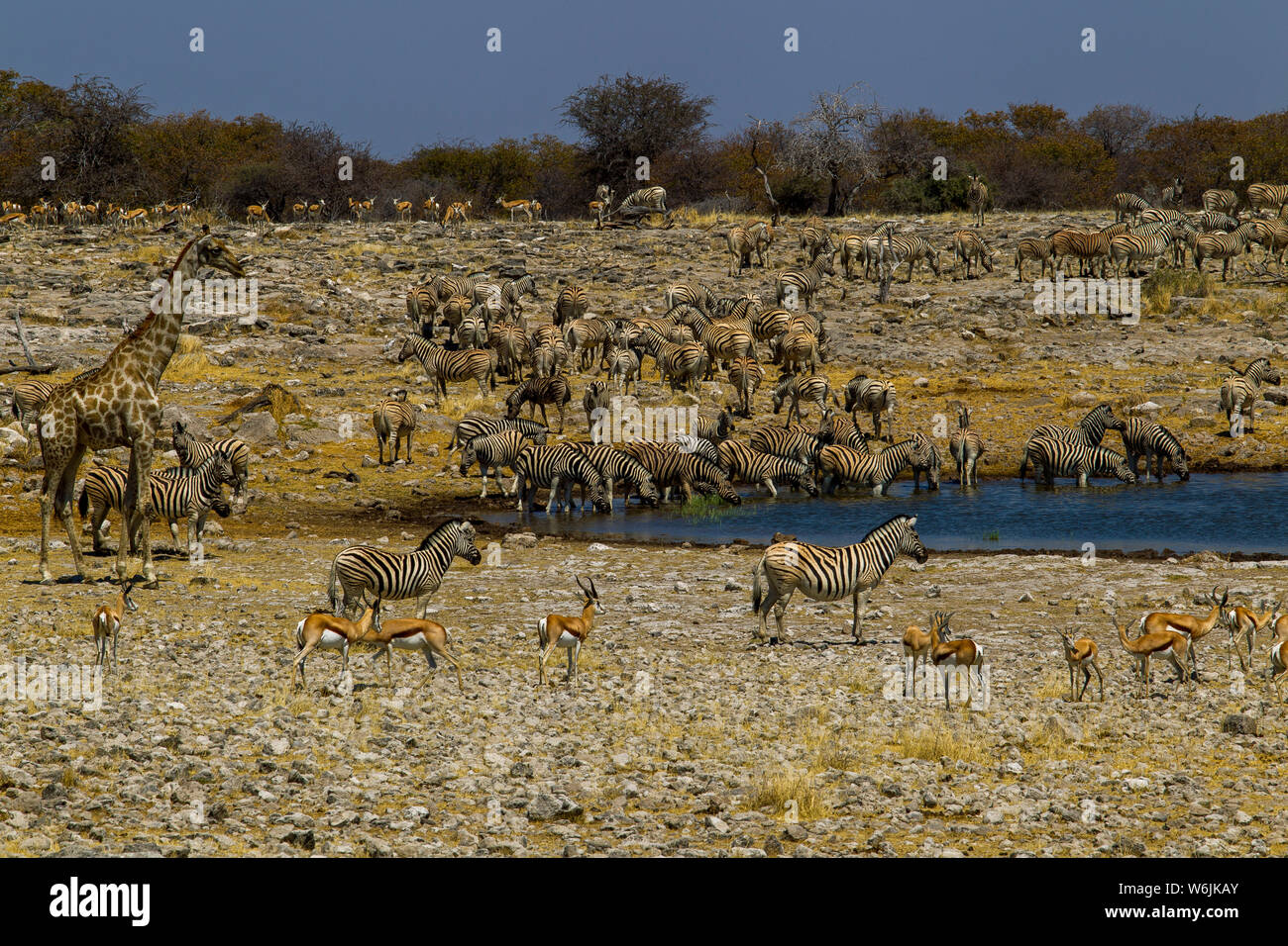 Herde von zebraand Eine einsame Giraffe am Wasserloch, Etosha National Park Stockfoto