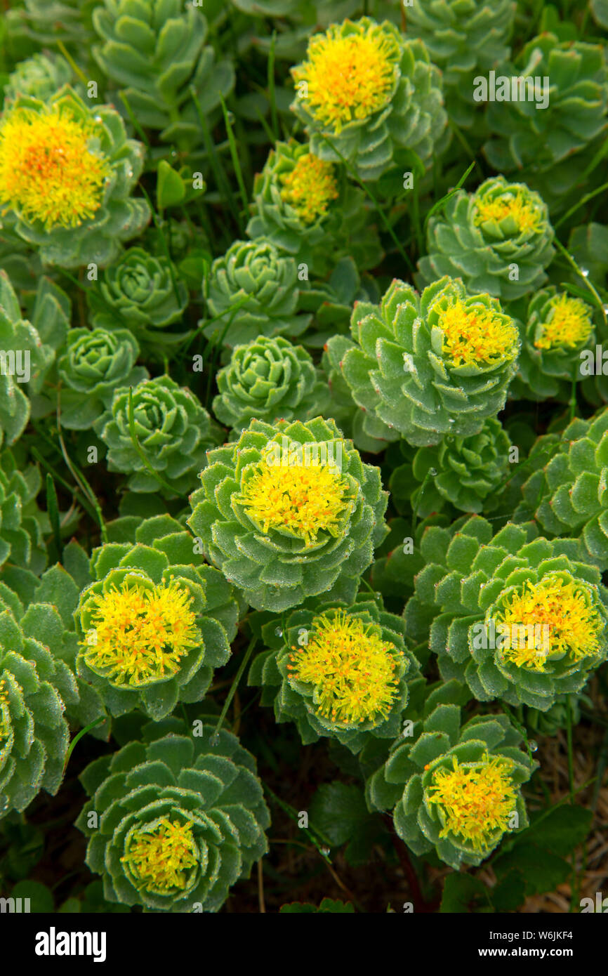 Roseroot (Rhodiola rosea), Elliston der Papageitaucher, Elliston, Neufundland und Labrador, Kanada Stockfoto