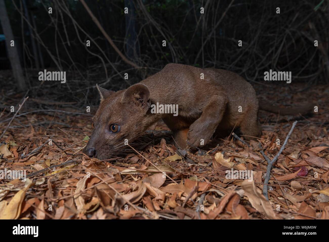 Fossa (Cryptoprocta ferox) in den trockenen Wäldern von West-Madagascar, Madagaskar Stockfoto