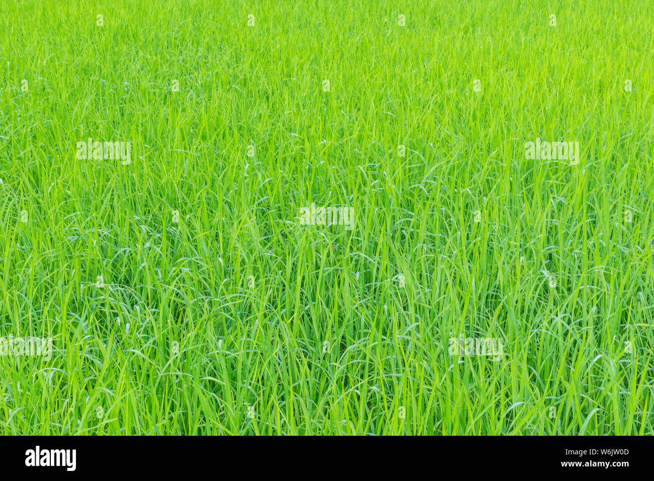 Die Soft Focus Oberflächenstruktur der grüne Reisfelder, Paddy Blatt Muster. Stockfoto