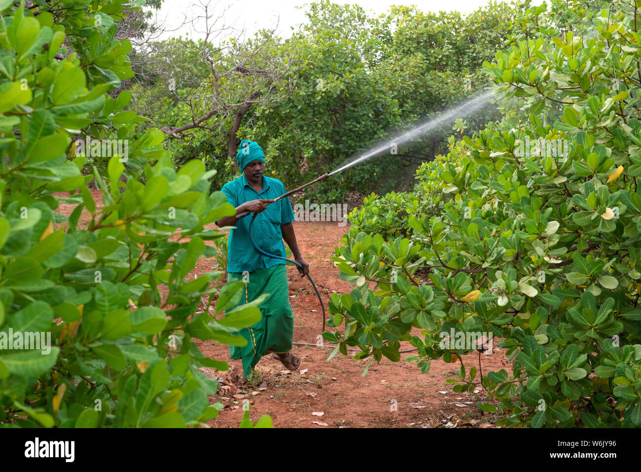 TAMIL NADU, INDIEN: Februar 2019: Cashew Spritzen mit endosulfan Pestizid ist sehr gefährlich für die Gesundheit. Stockfoto