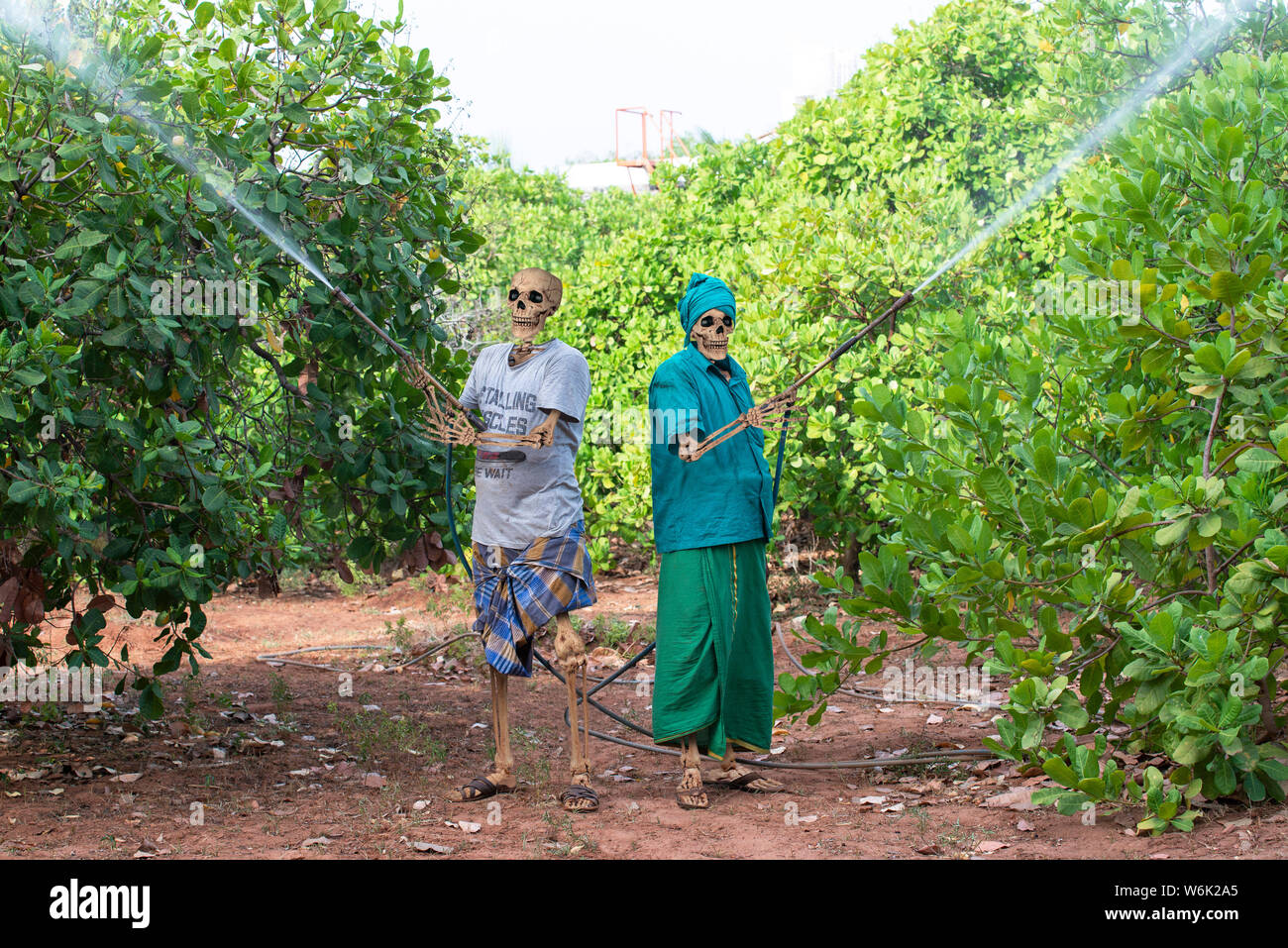 TAMIL NADU, INDIEN: Februar 2019: Das spray des Todes. Cashew Spritzen mit endosulfan Pestizid ist sehr gefährlich für die Gesundheit. Stockfoto