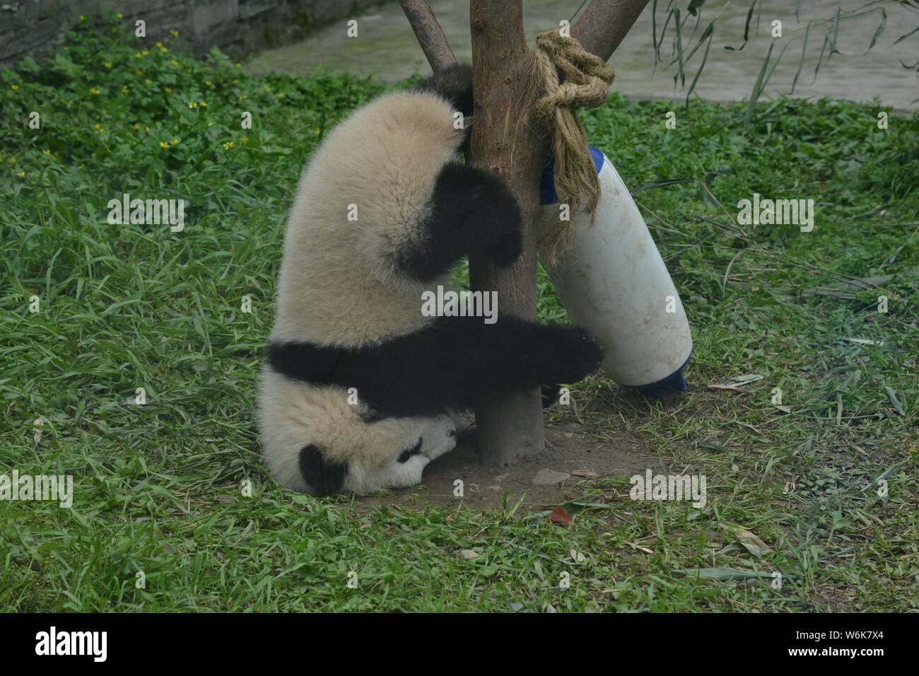 Ein riesiger Panda cub fällt Hals über Kopf von einem Baum auf der