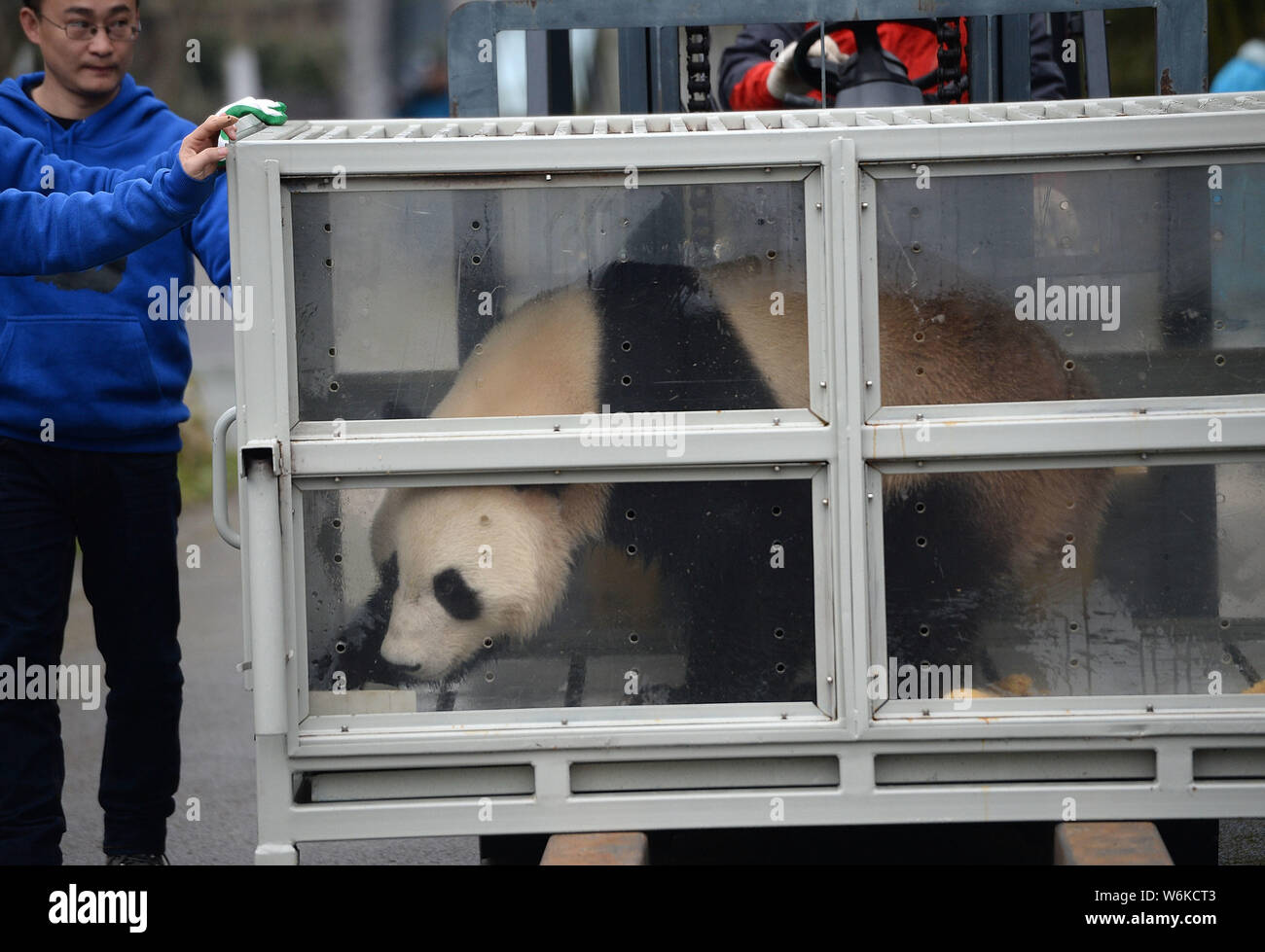 Chinesische Arbeiter tragen eine der Paar Riesenpandas, Jin Bao Bao und Hua Bao, nach Finnland in einen Lkw an der Dujiangyan Basis der China Co gesendet werden Stockfoto