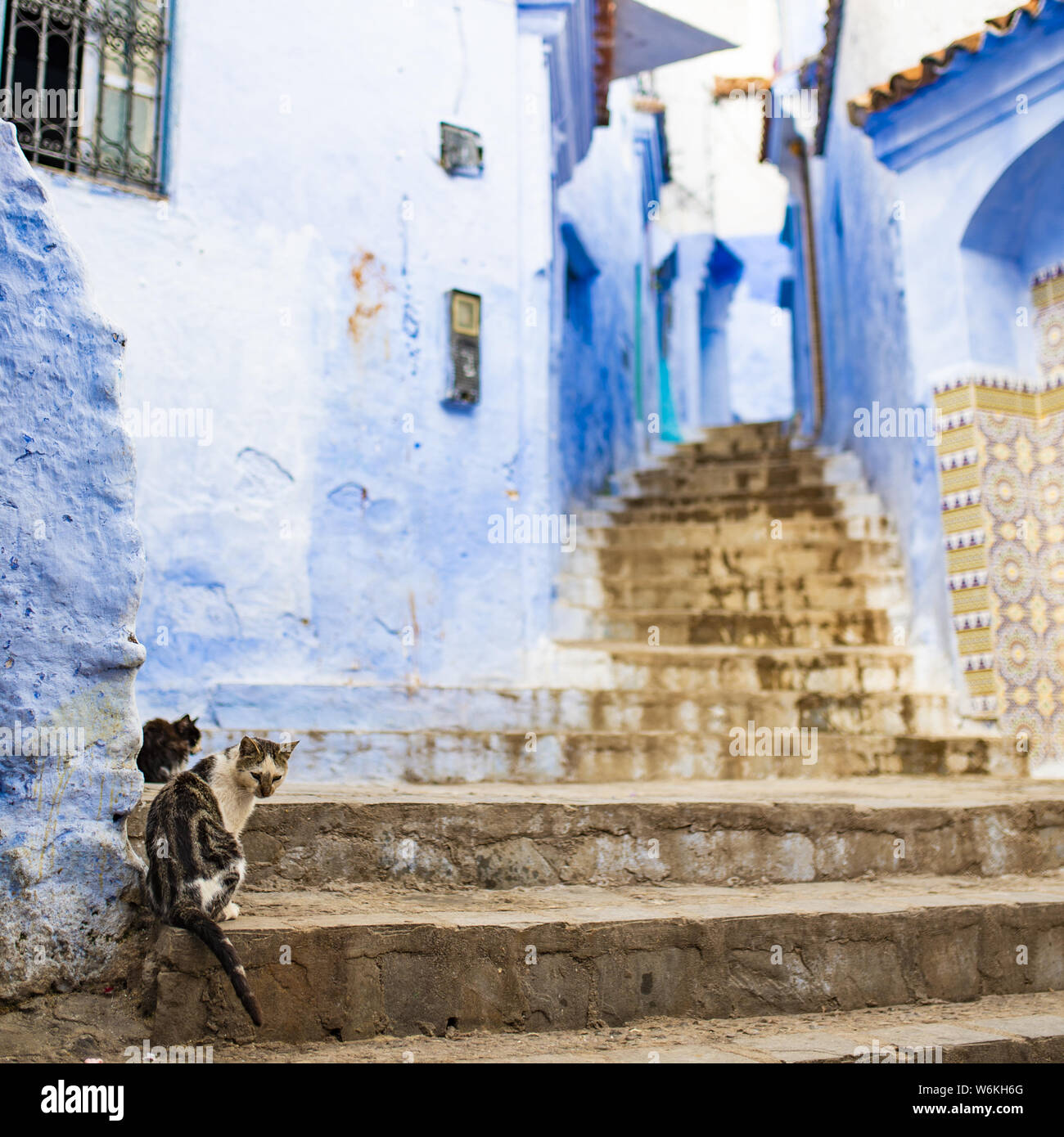 (Selektive Fokus) Atemberaubende Aussicht auf zwei süße Katzen sitzen auf einer schmalen Gasse mit der markanten, blau getünchten Gebäuden. Stockfoto