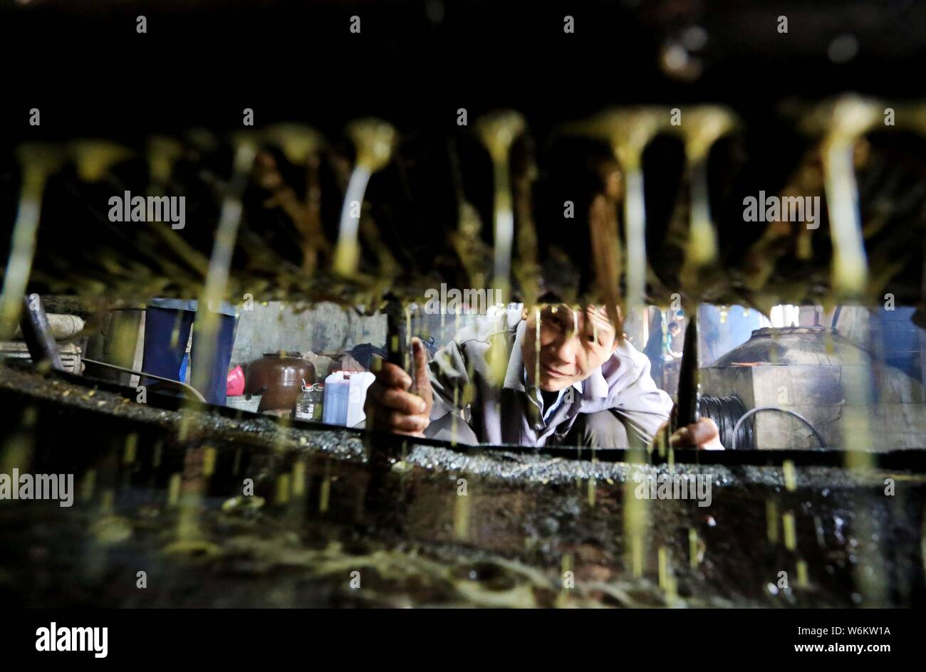 Ein chinesischer Dorfbewohner extrahiert den Kaffee Samen Öl aus den Samen der Camellia oleifera in Liuzhou City, South China Guangxi Zhuang autonomen Region, Stockfoto