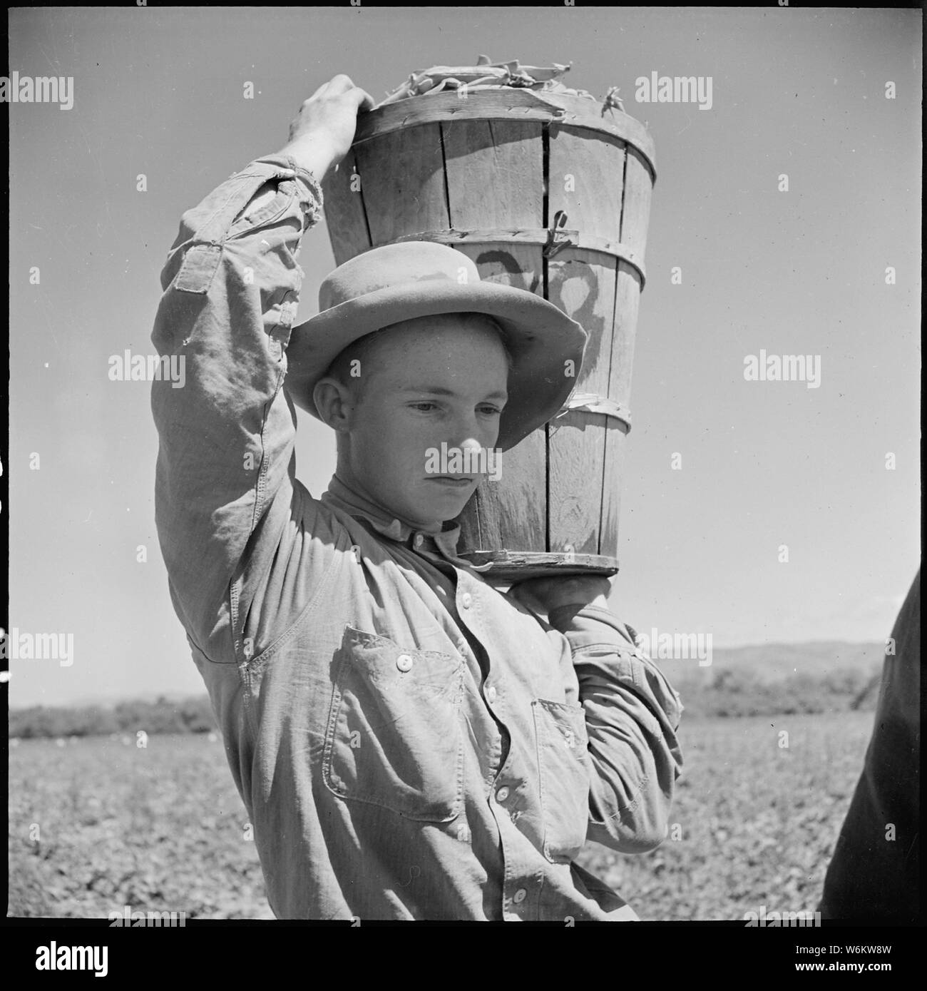 Salinas Valley, Monterey County, Kalifornien. Stück in Erbsen. Aus dem Feld mit einem voller Erbsen behindern vertreten rund eine Stunde Arbeit. Ein Oklahoma Boy, über 15 Jahre alt. Stockfoto