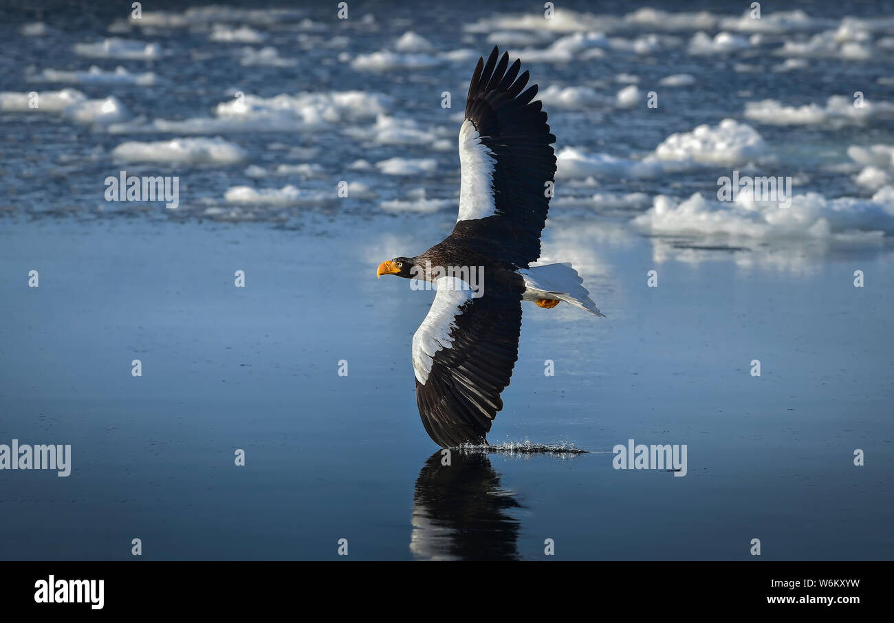 Stella Sea Eagle während einer Steilkurve über dem Wasser zu machen. Stockfoto