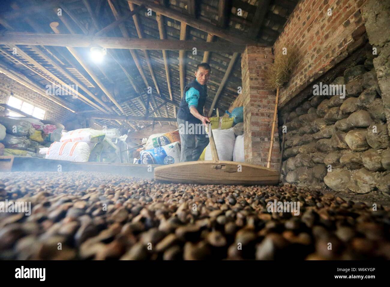Ein chinesischer Dorfbewohner backt die Samen der Camellia oleifera Tee Öl aus Samen in Liuzhou City, South China Guangxi Zhuang autonomen Regio zu extrahieren Stockfoto