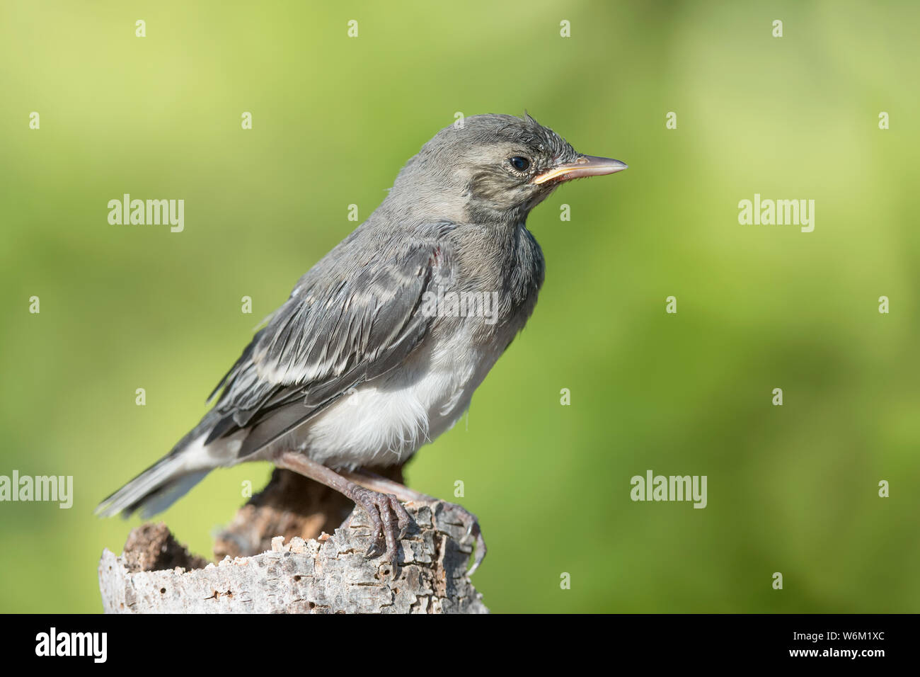 Portrait von Bachstelze (Motacilla Alba) Stockfoto