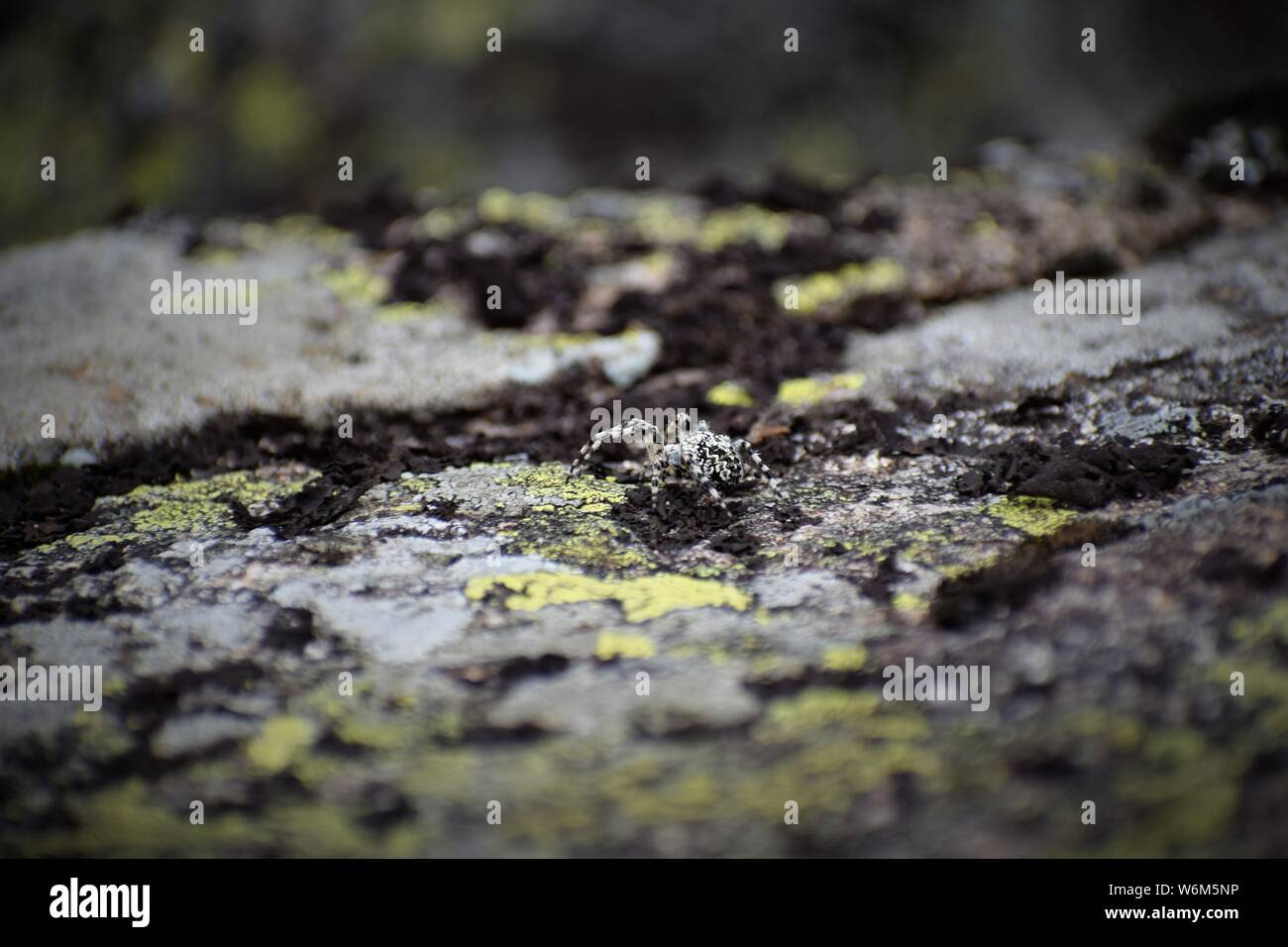 Kleine Spinne in seiner Umwelt Stockfoto