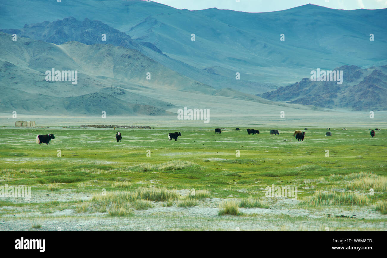 Landschaft von Weiden Yak, das Autofahren zu Dorbot Pass von Ulan-Baishint. Bayan-Olgii Provinz im Westen der Mongolei. Stockfoto