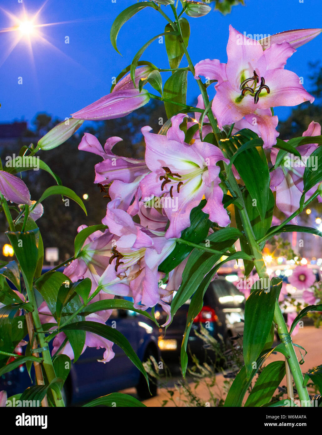 Hamburg urban Blumen rosa Lilien nach Regen blaue Stunde Sterne Stockfoto