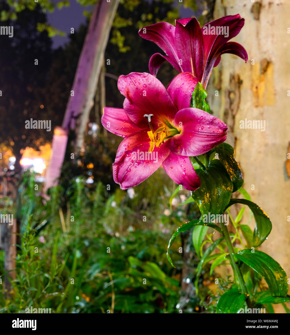 Hamburg urban Blumen rosa Lilien nach Regen blaue Stunde Sterne Stockfoto