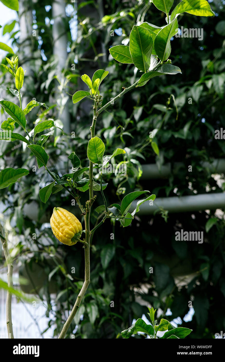 Citrus Medica var. Sarcodactylis, oder die Finger Zitrone, ist eine