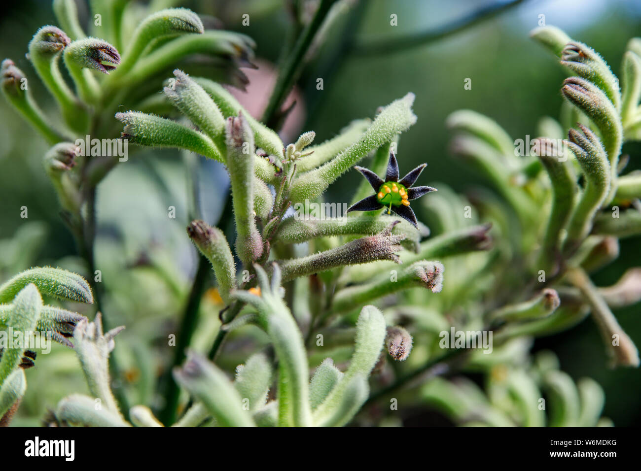 Nahaufnahme eines Kangaroo paw Blume auch als Anigozanthos flavidus, geringe Tiefenschärfe bekannt Stockfoto