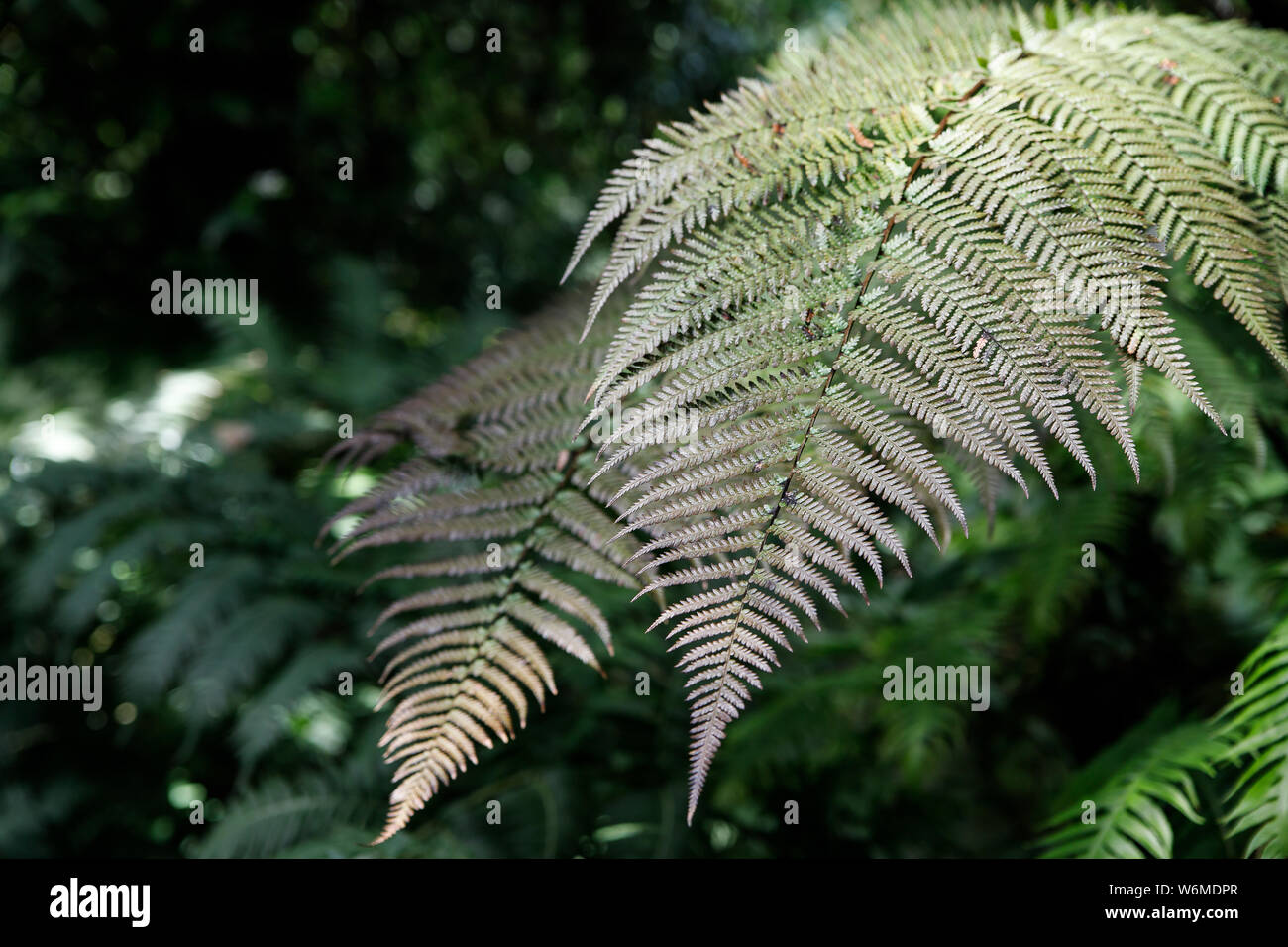 Grnen farn Bltenbltter. Garten dekorative Farn - Nephrolepis cordifolia.  Familie - Nephrolepidaceae. Common Name - fishbone, kntchenfrmige  Schwert, Knolle, Leiter, ere Stockfotografie - Alamy