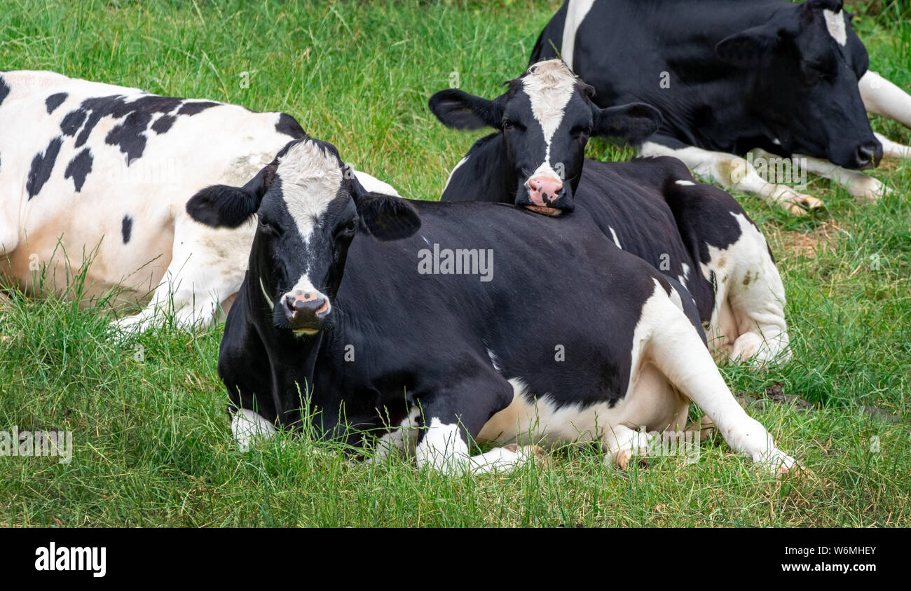 Happy Cow Paar in Liebe, nachhaltige Landwirtschaft Stockfoto