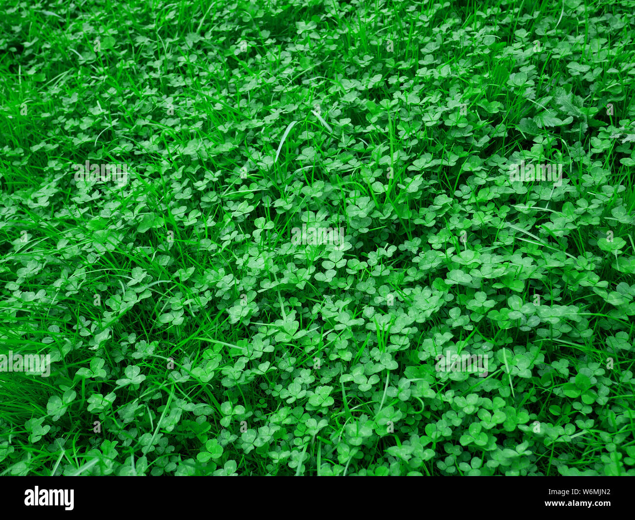 Rasen mit viel Grün kluge Pflanzen im Frühling Stockfoto