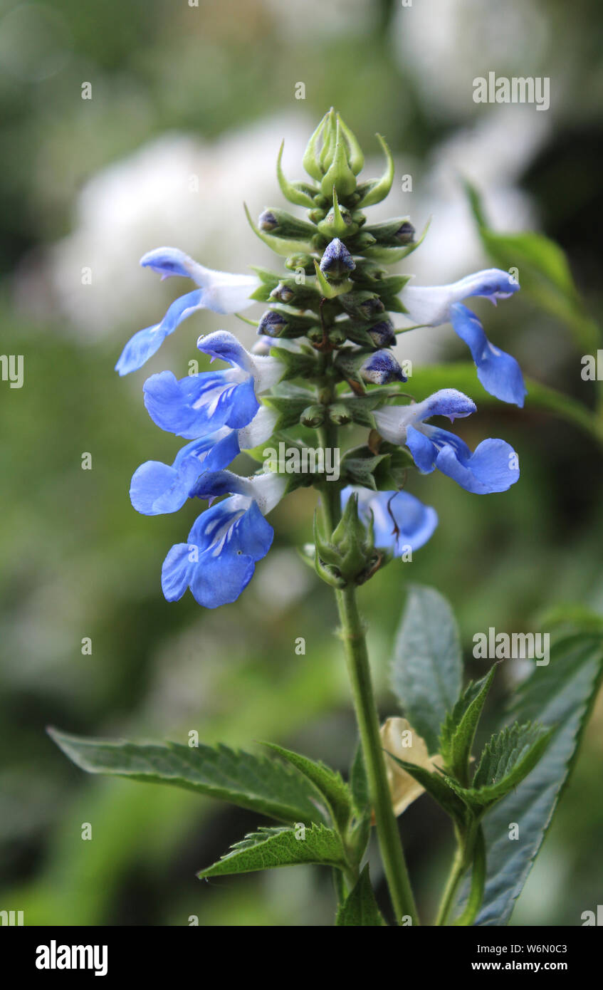 Die schöne helle blaue Blume Leiter der Salvia uliginosa auch bekannt als Salbei Moor. Stockfoto