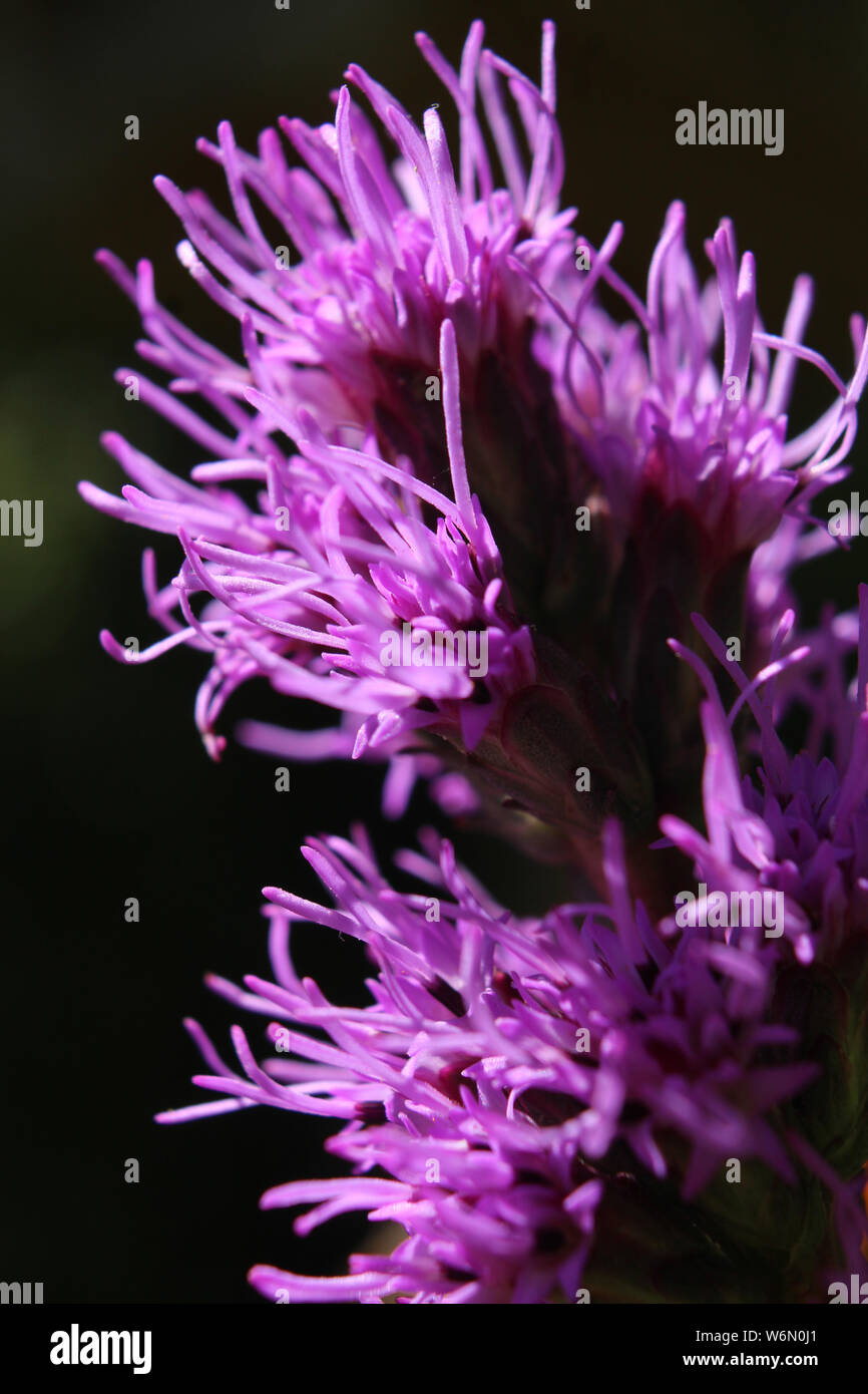 Abstraktes Bild der hellen lila Blüten von Liatris spicata 'Kobold', hinterleuchtete und in extremer Nahaufnahme. Stockfoto