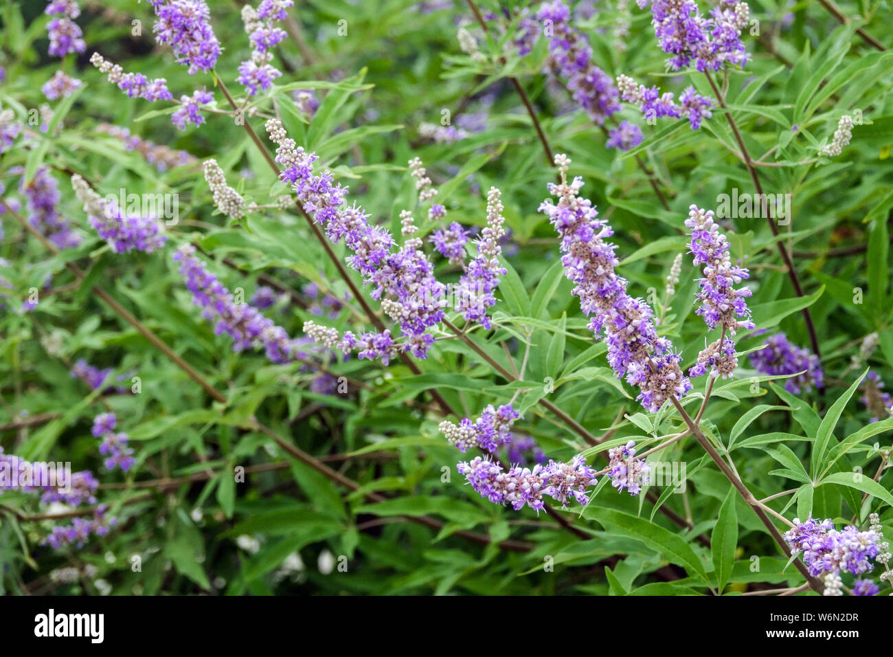 Keusch Baum, Vitex agnus-Castus, blühenden Garten Sträucher Stockfoto