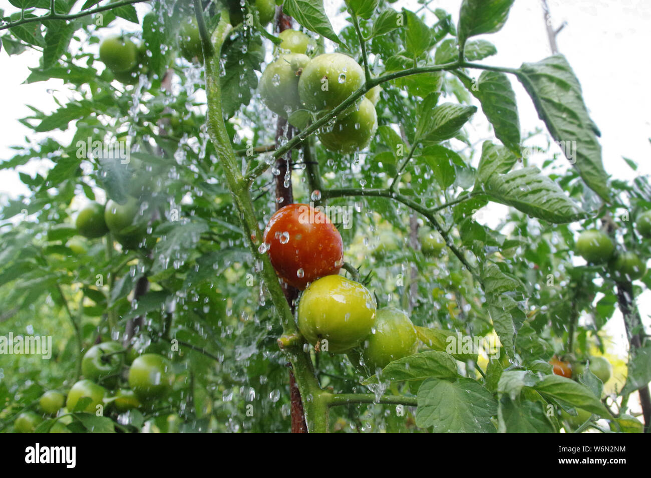 Bewässerung Bio Tomaten Anbau im Garten. Ökologie und Gesundheit - Anbau von Gemüse. Ländliche Szene. Stockfoto