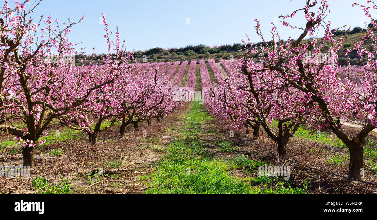 Reich blühende Pfirsichbäume Garten in sonniger Frühlingstag Stockfoto