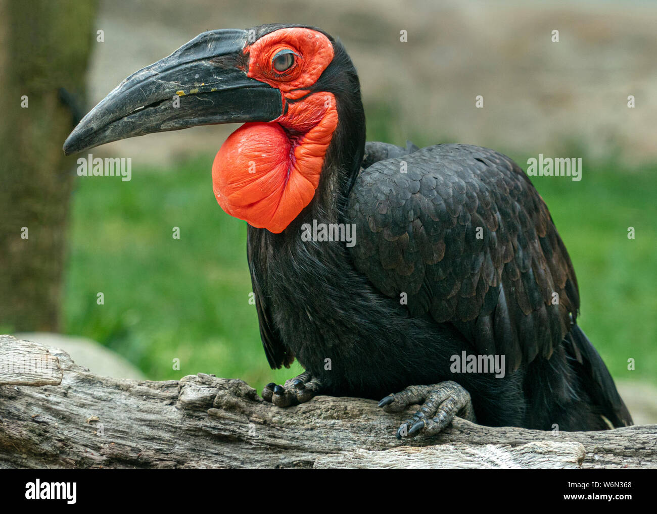 Terrestrische calao hornbill Boden Vogel portrait Stockfoto